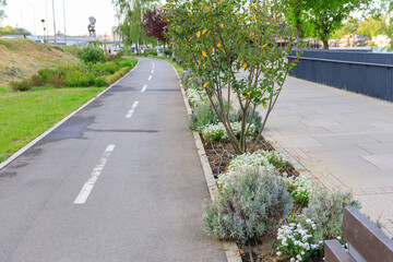 Obraz premium Path with a tree in the middle and a bench on the right side
