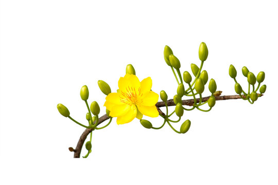 Vietnamese Hoa Mai Spring Flower