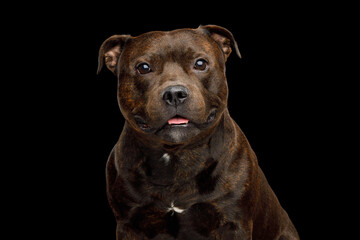 Portrait of staffordshire bull terrier on black background