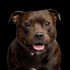 Portrait of staffordshire bull terrier on black background