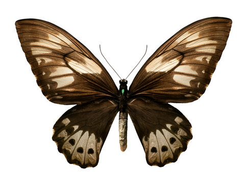 female ornithoptera priamus isolated on white background
