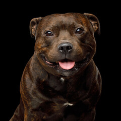 Portrait of staffordshire bull terrier on black background