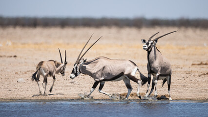 South African oryx (Oryx gazella) (Gemsbok) Sonderkop waterhole in the Etosha National Park, Namibia