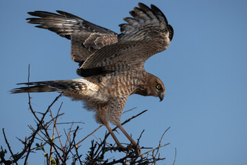 Juvenile Pale Chanting Goshawk (Melierax canorus) (Bleeksingvalk) at Sonderkop waterhole in the Etosha National Park, Namibia