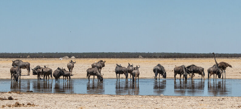 Blue wildebeest (Blouwildebees) (Connochaetes taurinus) drinking near the Charl Marais Reservoir in the Etosha National Park, Namibia 