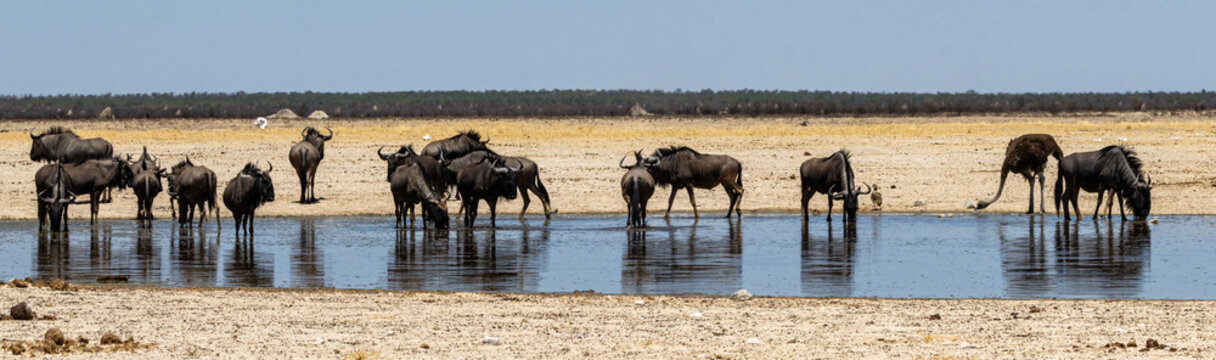 Blue wildebeest (Blouwildebees) (Connochaetes taurinus) drinking near the Charl Marais Reservoir in the Etosha National Park, Namibia 