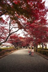 栃木県　大山参道の紅葉のトンネル
