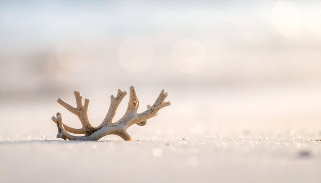 A piece of bleached coral sits on a sun-kissed sandy beach, bokeh background