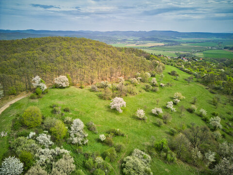Aerial view of a vibrant green hillside dotted with blossoming trees under a cloudy sky, Pukanec, Nitra Region, Slovakia.