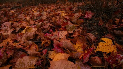 Moving camera closer, lowering over wet autumn leaves, emphasizing bright yellow leaf, droplets - Powered by Adobe