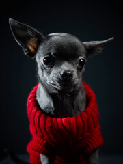 Chihuahua dog on a dark background
