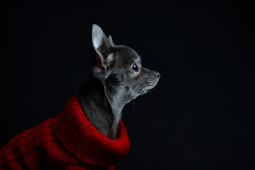 Chihuahua dog on a dark background