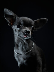Chihuahua dog on a dark background