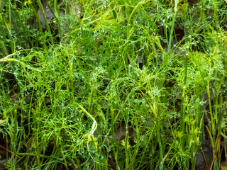 Lush Green Fern-like Plants Growing in Wet Soil