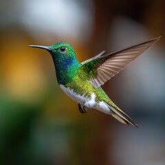 Fototapeta premium Vibrant Green Hummingbird Flying with Open Wings in Natural Light