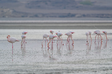 Naklejka premium Flamingos at Larnaca Salt Lake, Cyprus