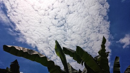 photo of banana leaves with a unique bright blue cloudy sky, suitable for use as wallpaper, background, content, advertisements, banners, posters, presentations, webinars,
