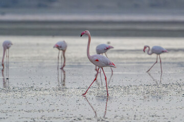 Obraz premium Flamingos at Larnaca Salt Lake, Cyprus