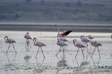 Flamingos at Larnaca Salt Lake, Cyprus