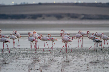 Flamingos at Larnaca Salt Lake, Cyprus