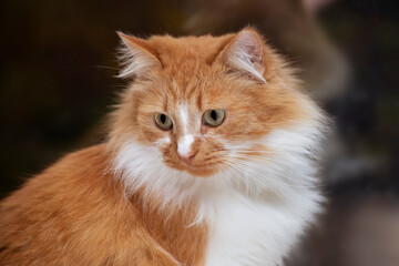 Fluffy orange cat with white markings gazes thoughtfully, showcasing its expressive eyes and soft fur, capturing the essence of feline beauty and curiosity