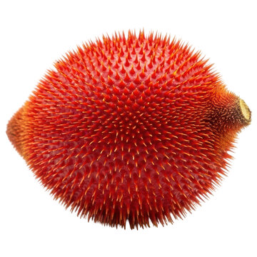 Bright red gac fruit covered in sharp spines, a tropical asian superfood on transparent background