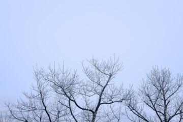 Winter natural background with frosty branches and snowy scenery creating a calm seasonal atmosphere, ideal for nature-themed designs and serene cold season visuals