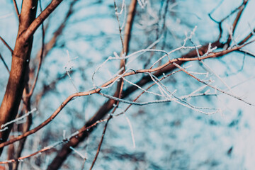 Winter natural background with frosty branches and snowy scenery creating a calm seasonal atmosphere, ideal for nature-themed designs and serene cold season visuals