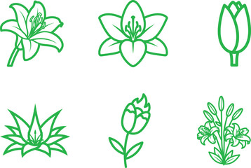 Delicate flower outlines of various lily species blooming in spring a botanical study offering symbolic meaning and natural beauty for design inspiration and art projects