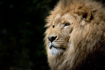 portrait of a male lion
