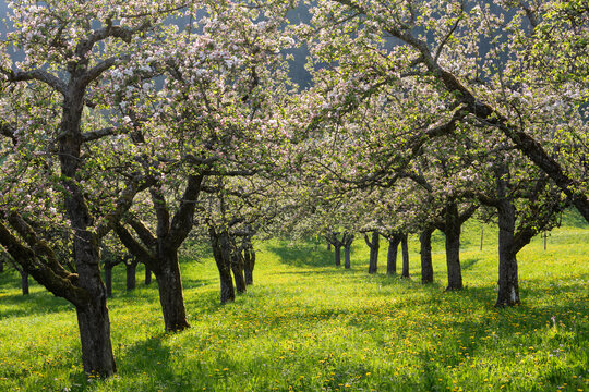 Apfelbl&uuml;te auf  der Streuobstwiese bei Neidlingen, Schw&auml;bischen Alb, Baden W&uuml;rttemberg, Deutschland.