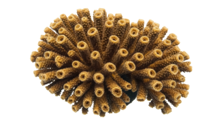 Acropora cervicornis coral isolated PNG, staghorn coral with tubular branches on transparent background, marine invertebrate for aquarium and reef design