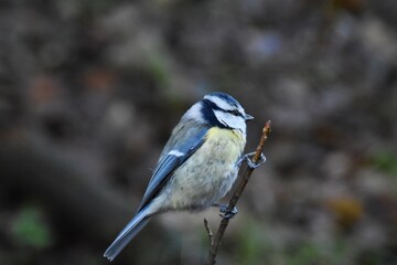 A blue tit on a twig.