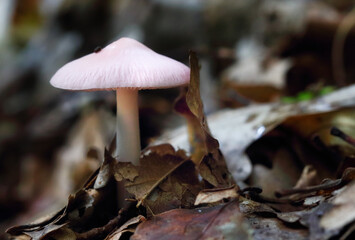 Mycena pura mushrooms in the forest