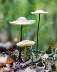 The Common Bonnet (Mycena galericulata) is an inedible mushroom
