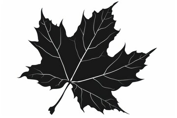 Fototapeta premium Black maple leaf silhouette illustration