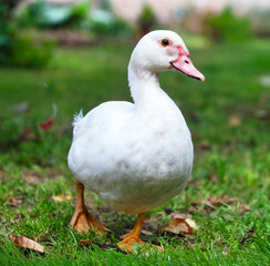 Cute white standing duck on the grass. Side view of white duck.