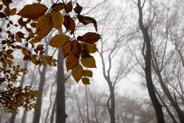 Region Teutoburger Wald