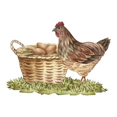 A nest in a wicker basket with chicken eggs and a mother hen nearby. Hand-drawn watercolor illustration. Poultry farming concept. Design element for banners, labels, packaging, and more.