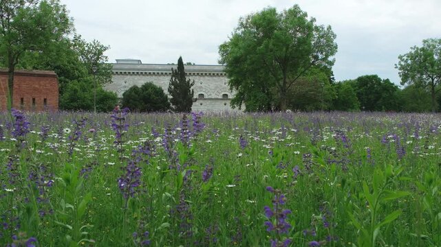 Wildblumenwiese am Rand des Klenze Parks in Ingolstadt in voller Bl&uuml;te