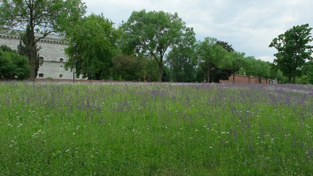 Wildblumenwiese am Rand des Klenze Parks in Ingolstadt in voller Bl&uuml;te