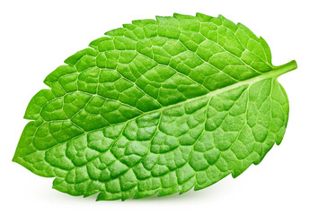 Fresh mint isolated on transparent background. Fresh mint leaf. Mint PNG © URSA Star