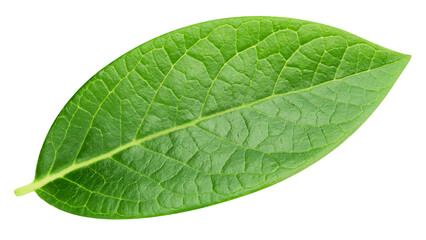 Blueberry leaves isolated on transparent background. Leaves PNG