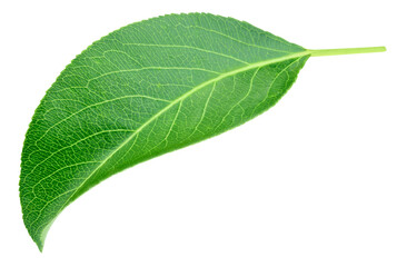 Obraz premium Green pears leaf isolated on transparent. Pears leaf PNG. Pears leaf full macro photo. No AI