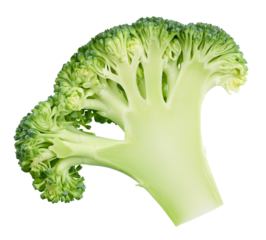 Broccoli cut in half isolated on transparent background. Broccoli full macro. Broccoli PNG