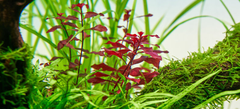 Beautiful ludwigia super red in tropical freshwater planted aquarium aquascape. Close-up.