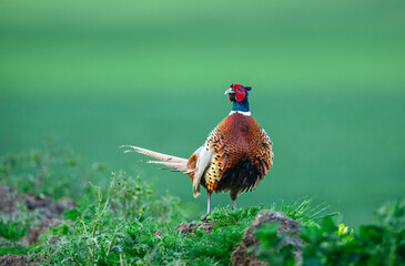 Pheasant, male, ring necked or Common Pheasant, Scientific name: Phasianus colchicus, in Springtime with fluffed up feathers. Clean Background.  Facing left. Horizontal, space for copy
