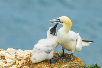 Gannet with open beak and white fluffy chick looking upwards on high, rocky ledge with blue sea background. Bempton Cliffs, East Yorkshire. Scientific name: Morus Bassanus.  Horizontal, copy space