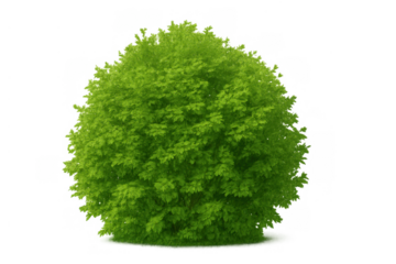Fresh green shrub or hedge with lush foliage on a transparent background, offering natural decor and privacy