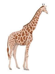 Naklejka premium Beautiful African giraffe. Realistic wild vector animal.